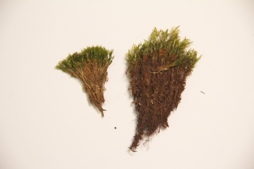 Bryophyte specimen